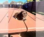 Small #2 YorkiePoo