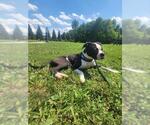 Small #2 Bullboxer Pit