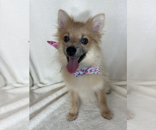 Medium Photo #1 Pomeranian Puppy For Sale in GREENFIELD, IN, USA