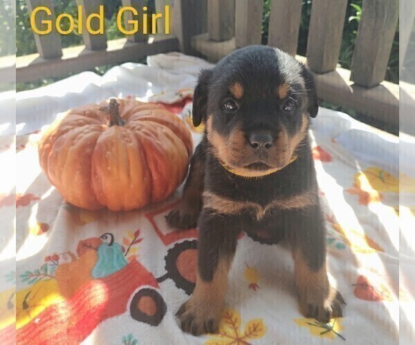 Medium Photo #2 Rottweiler Puppy For Sale in TABLE GROVE, IL, USA