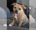 Small #2 Bullboxer Pit