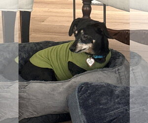 Otto in NC - Male Chiweenie Dog for Adoption - Photo #2