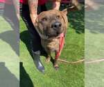 STRETCH - Male Akita-Unknown Mix Dog for Adoption - Small photo