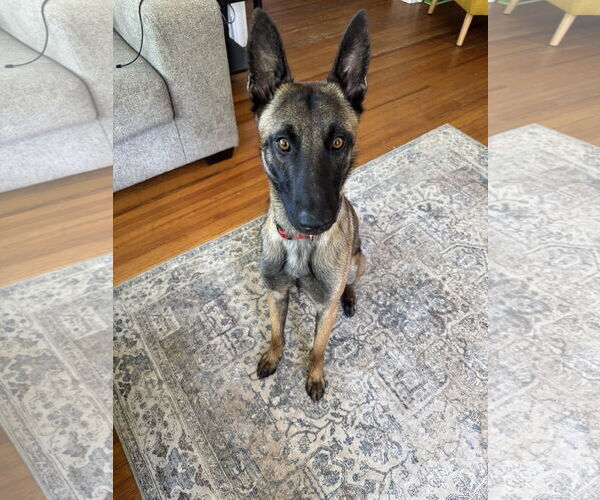 Medium Photo #1 Mutt Puppy For Sale in Stevens Point, WI, USA