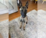 Small Mutt