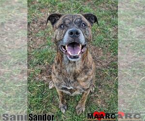 Labrador Retriever-Unknown Mix Dogs for adoption in Maryville, TN, USA