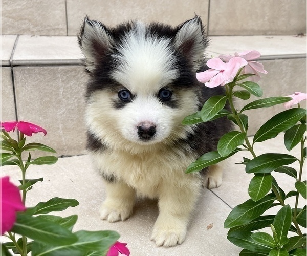 Medium Photo #5 Pomsky-Siberian Husky Mix Puppy For Sale in WINDERMERE, FL, USA