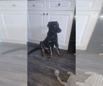 Small #1 German Shepherd Dog