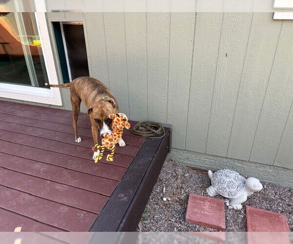 Medium Photo #2 Boxer-Unknown Mix Puppy For Sale in Chandler, AZ, USA