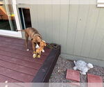 Small #1 Boxer Mix
