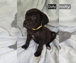 Image preview for Ad Listing. Nickname: Dolly