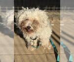 CRISSY - Female Poodle (Miniature) Dog for Adoption - Small photo