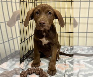 Chocolate Labrador retriever-Unknown Mix Dogs for adoption in SHERBURNE, NY, USA