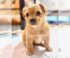 Chiweenie Dogs for adoption in Corona, CA, USA