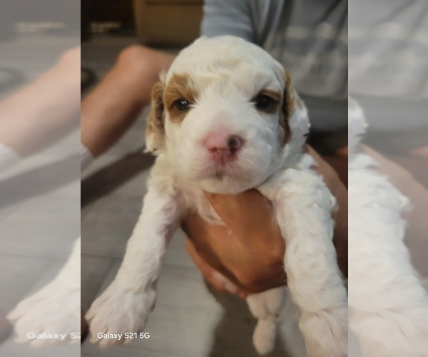 Medium Photo #2 Goldendoodle mix (+ Poodle Standard) Puppy For Sale in MILFORD, UT, USA