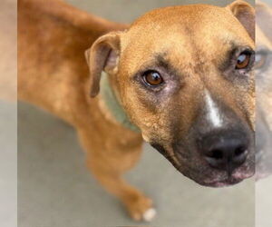American Pit Bull Terrier-Unknown Mix Dogs for adoption in Tulsa, OK, USA