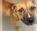 Small American Pit Bull Terrier Mix
