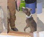 Small #2 American Pit Bull Terrier Mix