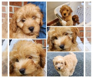 Goldendoodle (Miniature) Puppy for sale in RICHLAND, PA, USA