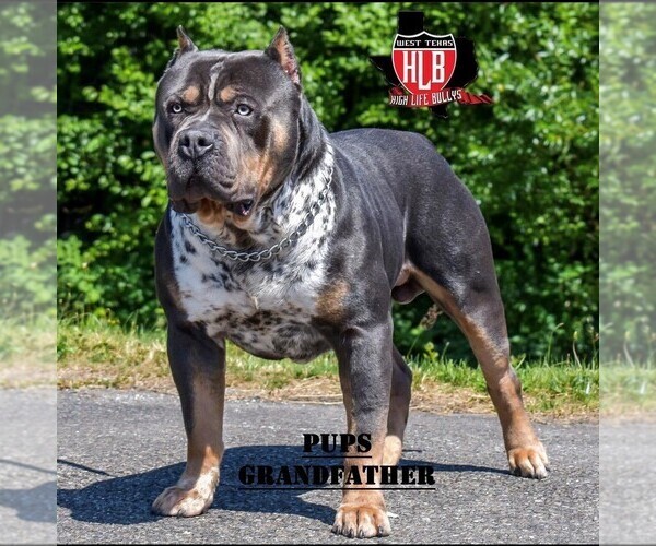Medium Photo #10 American Bully Puppy For Sale in MANOR, TX, USA
