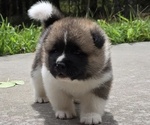 Small #4 Akita