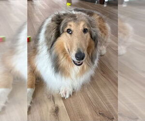 Medium Collie