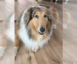 Small Collie