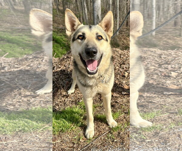 Medium Photo #3 Mutt Puppy For Sale in Clarkesville, GA, USA