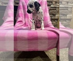 Small #5 Dalmatian