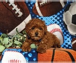 Small Photo #8 Poodle (Miniature) Puppy For Sale in NEW PROVIDENCE, PA, USA