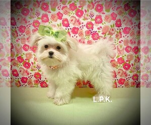 Maltese Puppy for sale in WINNSBORO, LA, USA