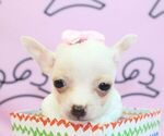 Small Photo #32 Chihuahua Puppy For Sale in LAS VEGAS, NV, USA