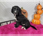 Puppy Bo Peep Golden Mountain Dog