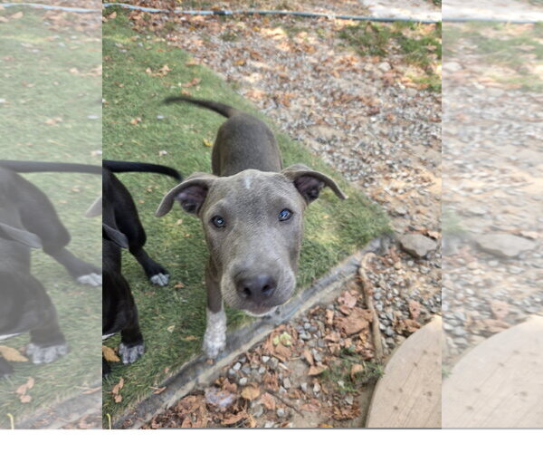 Medium Photo #2 Staffordshire Bull Terrier-Unknown Mix Puppy For Sale in Tracy City, TN, USA