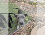 Small Photo #2 Staffordshire Bull Terrier-Unknown Mix Puppy For Sale in Tracy City, TN, USA