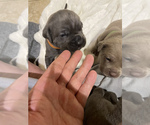 Small Photo #16 Neapolitan Mastiff Puppy For Sale in FARMINGTN HLS, MI, USA