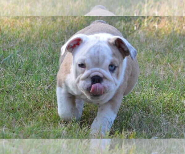 Medium Photo #5 English Bulldog Puppy For Sale in STEPHENVILLE, TX, USA
