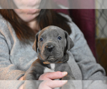 Small Photo #14 Great Dane Puppy For Sale in DANIELSON, CT, USA
