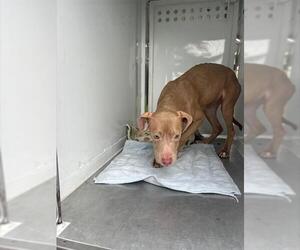 Mutt Dogs for adoption in Sacramento, CA, USA