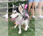 Small #1 Huskies  Mix