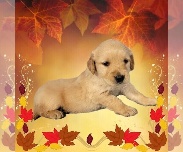 Medium Photo #12 Golden Retriever Puppy For Sale in BLACK FOREST, CO, USA
