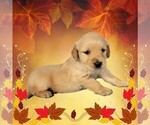 Small Photo #13 Golden Retriever Puppy For Sale in BLACK FOREST, CO, USA