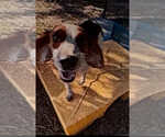 Small #1 Beagle