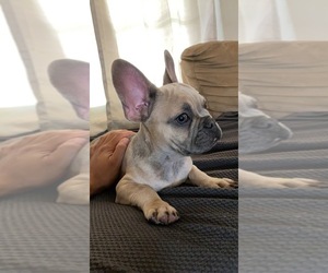 French Bulldog Puppy for sale in MONETT, MO, USA