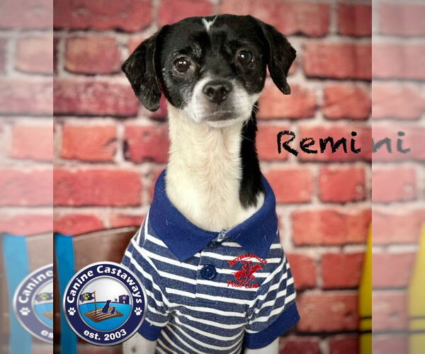 Medium Photo #9 Rat Terrier-Unknown Mix Puppy For Sale in Arcadia, FL, USA