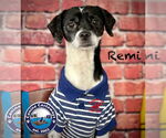Small #8 Rat Terrier Mix