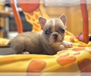 French Bulldog Puppy for sale in SEATTLE, WA, USA