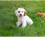 Small #2 Cavapoo (Miniature)