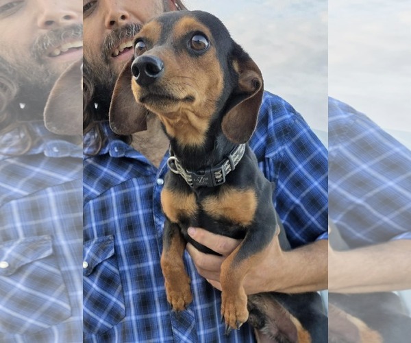 Medium Photo #1 Dachshund Puppy For Sale in Mukwonago, WI, USA