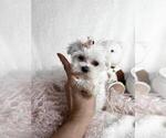 Small #7 Maltese